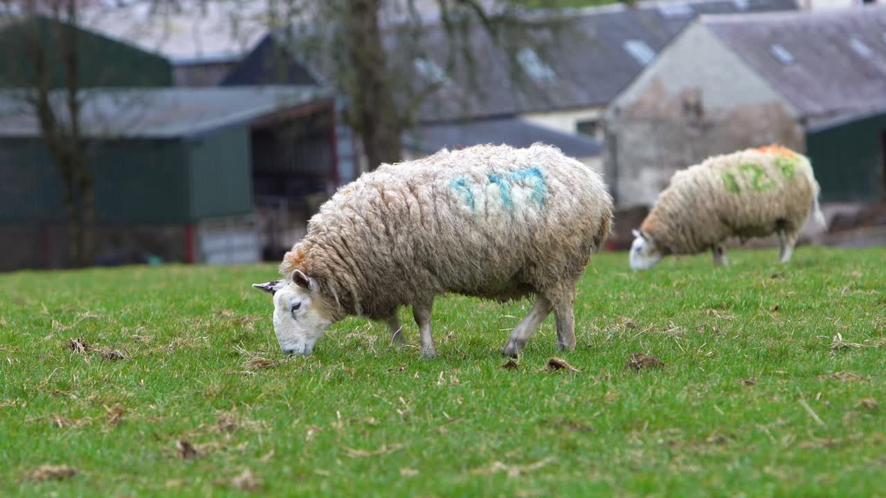 dos ovejas de pie en un campo de hierba en una granja con una granja en el fondo