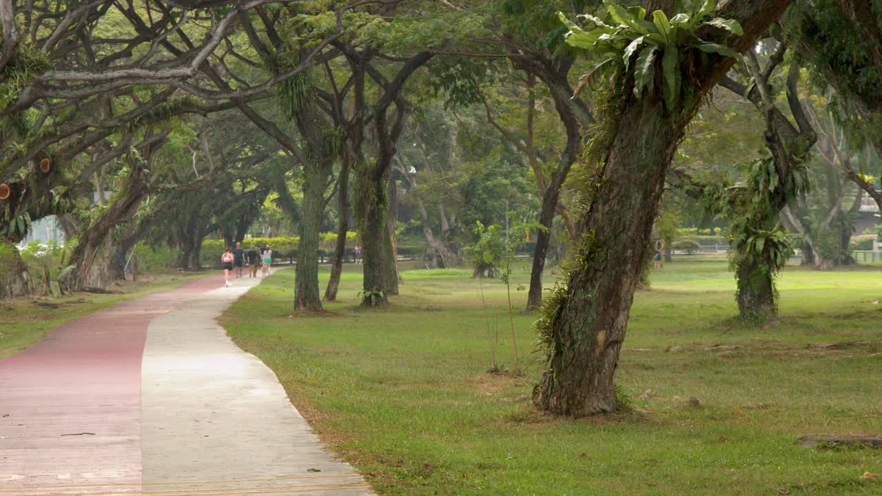 Bidikan lebar statis pelari di jalan beraspal di bawah kanopi pohon tropis yang lebat