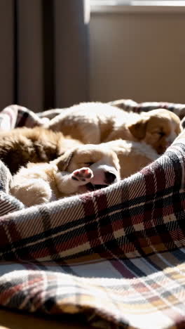 sleeping puppies
