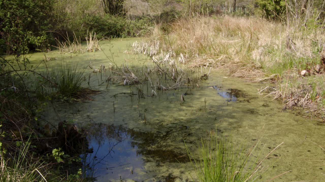 春の草が茂った森の池、ワイドショット