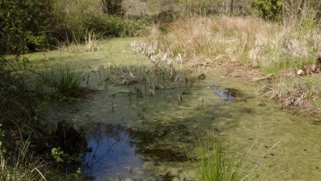 Frühlingsgrasbewachsener-Waldteich,-Weitwinkelaufnahme