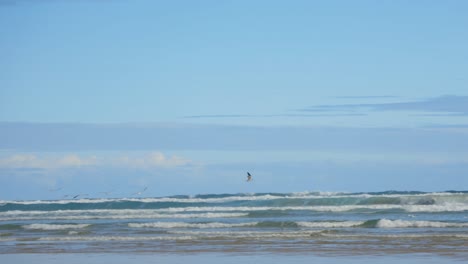 Gaviotas-Y-Giros-Volando-En-Cámara-Lenta-A-Través-De-Una-Playa-Solitaria-En-El-Sur-De-Australia