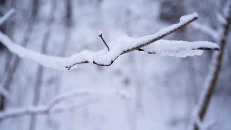 An-Isolated-Tree-Branch-with-Snow-in-a-Forest-with-a-Blurred-Background