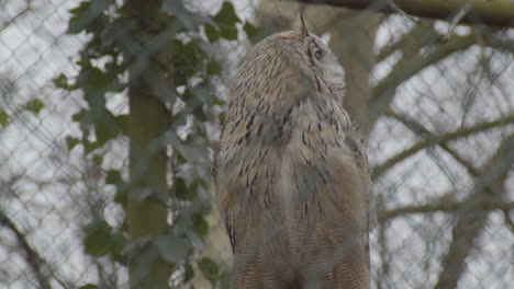 low angle view of eurasian eagle-owl turning head while in cage