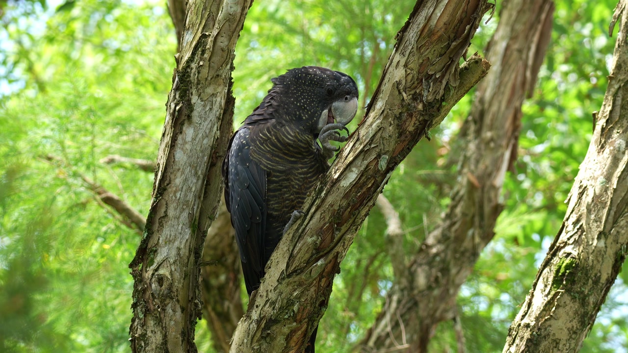A female Red-tailed Black Cockatoo (Calyptorhynchus banksii) perches on a tree branch, ripping off the bark with its bill to access the high-protein grubs, close up shot.