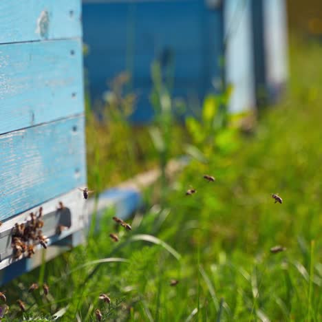 bees near hive. busy insects flying and crawling into the beehive to carry pollen. wooden hive with bees on green grass in summer. close-up.