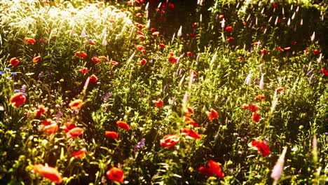 wild flower mix with poppies