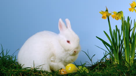 un conejo blanco y esponjoso olfateando huevos de pascua además de narcisos.