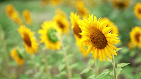 blooming beautiful sunflowers swaying in the wind. blossoming agricultural field in summer season. blurred backdrop.