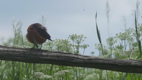 american robin scratching body while perched on tree branch on a hot summer day