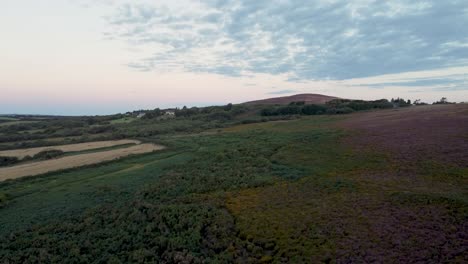 Aufsteigende-Luftdrohne-Mit-Moor-Und-Lila-Heidekraut-Mit-Bewirtschafteten-Feldern-Devon-Uk-4k