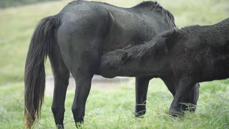 horse foal suckling milk from mare horse in slow motion