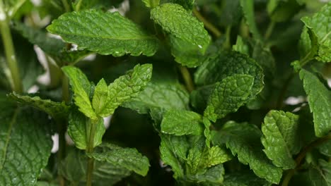 close up of mint leaves. pedestal down