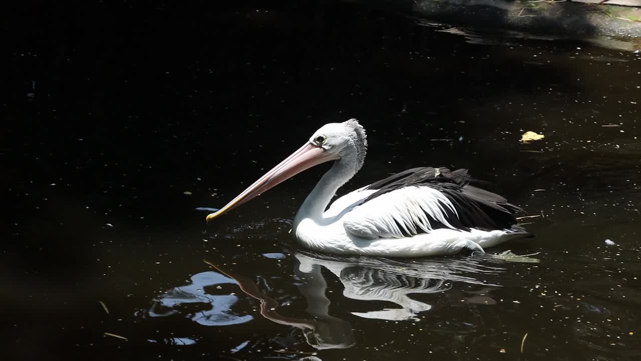 Pelican Swimming Gracefully in Dark Pond with Natural Green Surroundings