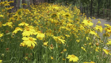 las abejas recogen polen en una flor amarilla brillante de coreopsis