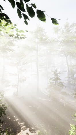 a foggy forest path