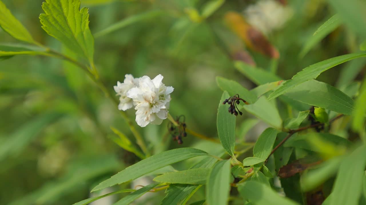 White jasmine flower on a stem