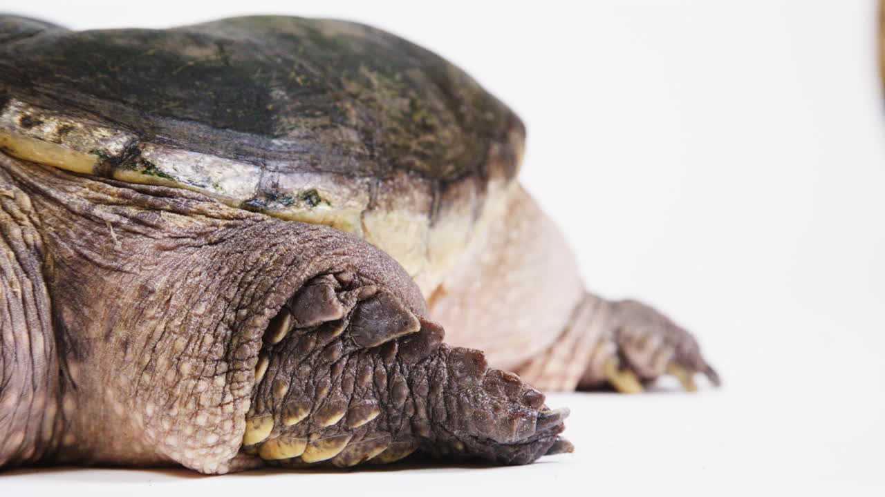 Snapping turtle on a white background