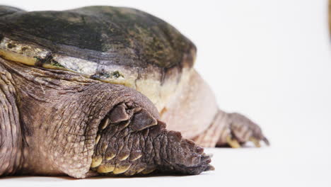 tortuga en un fondo blanco