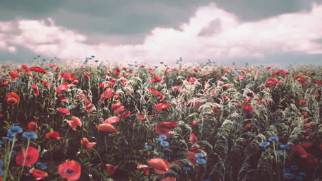 levendige wilde bloemen weide in de lente onder een bewolkte hemel in de schemering