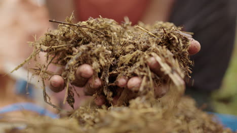 compost: el compost de hierba se levanta en manos asiáticas y se inspecciona