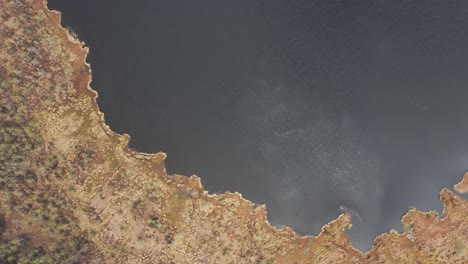 aerial: top down view of pond in marsh with rippling water on the lake surface