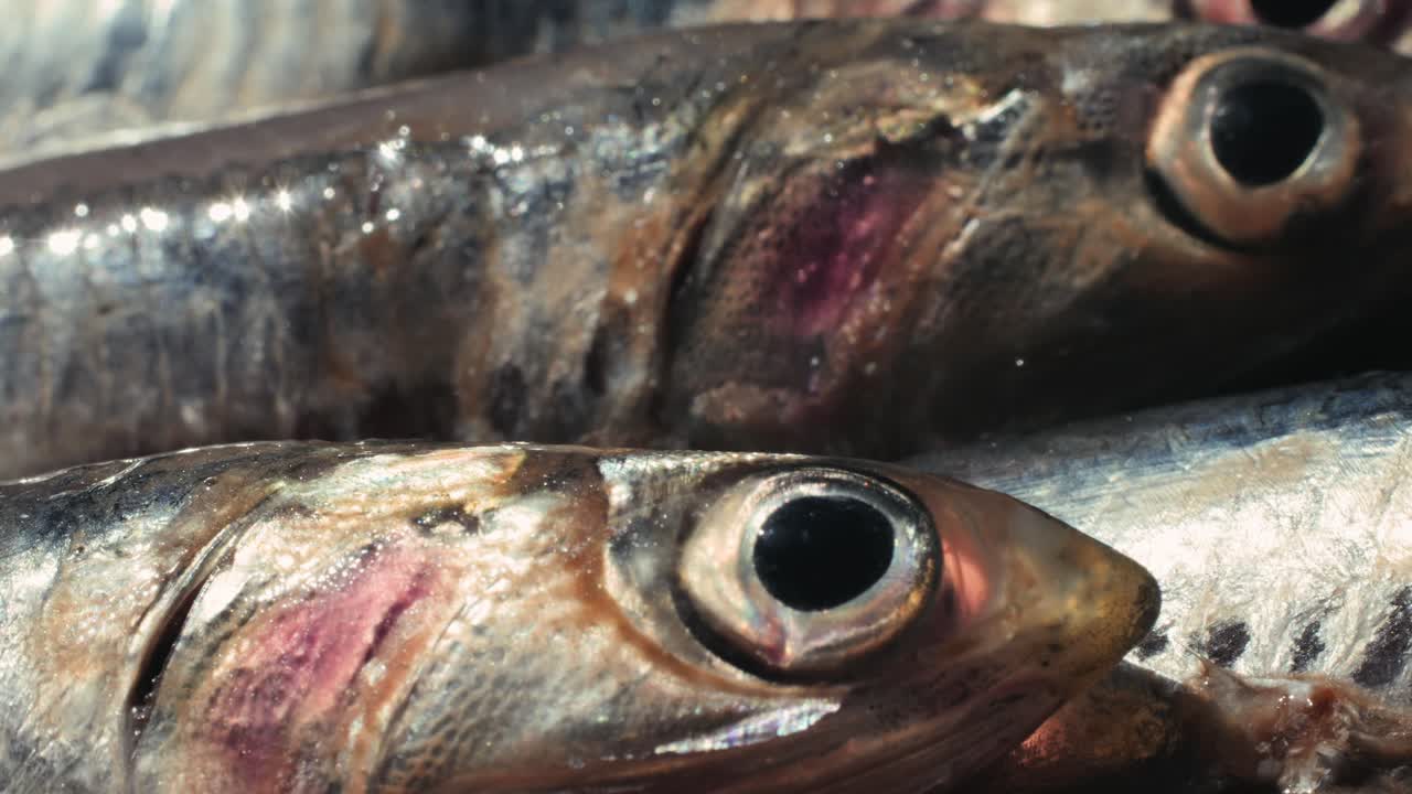 Closeup of fresh anchovies