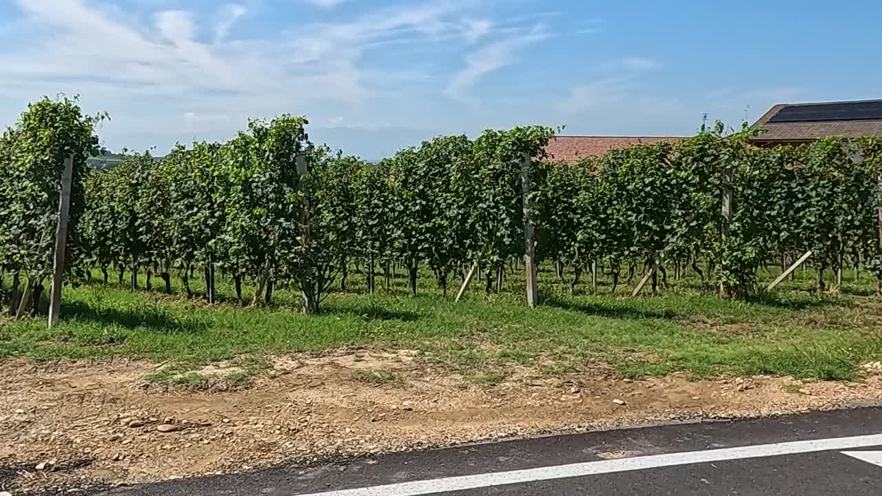vistas a los viñedos con cielos despejados y carreteras