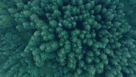 órbita-Aérea-Sobre-Un-Exuberante-Bosque-De-Coníferas-Verde