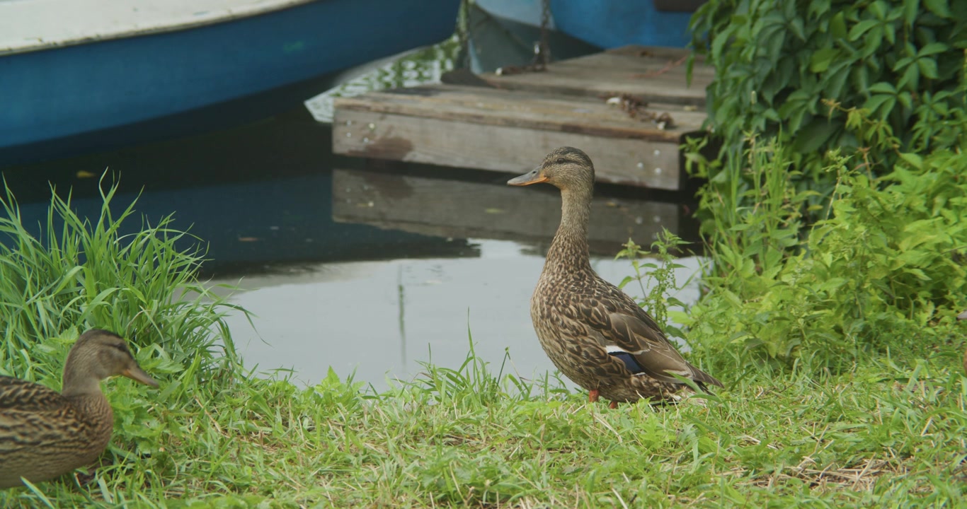 Un gruppo di anatre germano reale femmine esplora una rigogliosa sponda verde del fiume vicino a un molo di legno e una barca a remi blu. Autentica scena di fauna selvatica per progetti sulla natura e la sostenibilità