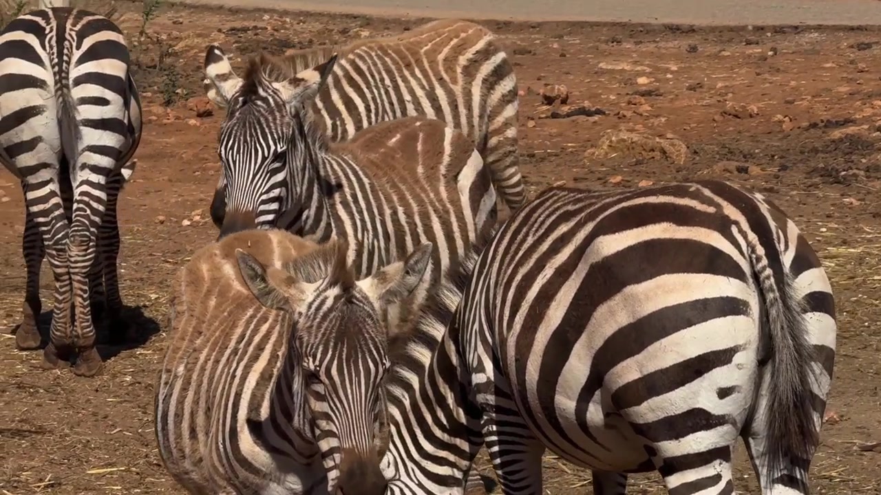 Mandria di zebre con un puledro in piedi in un recinto di un parco safari a Maiorca