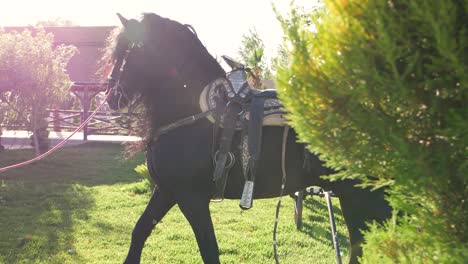 beautiful dark bay horse walking on a countryside field though a tree