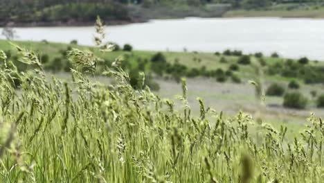 closeup of grass on a hillside of emigrant lake in south oregon