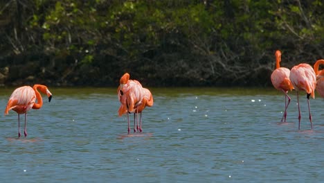 Bandada-De-Vibrantes-Flamencos-Rosados-Se-Encuentran-En-El-Agua-Con-Fondo-De-Manglares,-Estática-En-Cámara-Lenta