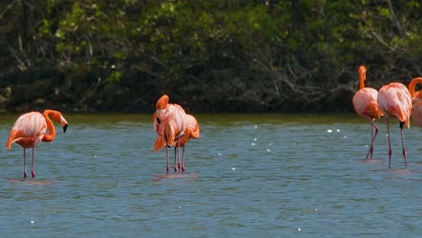 bandada de flamencos rosados vibrantes de pie en el agua con manglares de fondo, estática en cámara lenta