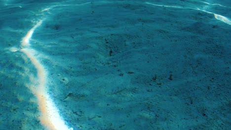 underwater shot of cuttlefish slow motion