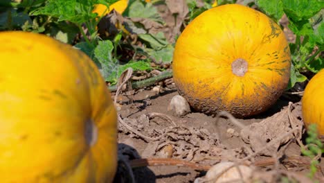 close up view of orange pumpkins growing in the garden