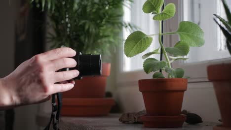 female hands hold camera and take photo of potted flower at home