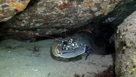 marine crab sitting on stones in dark seawater