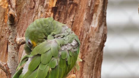 potrait close up of a small green yellow parrot cleaning himself on branch