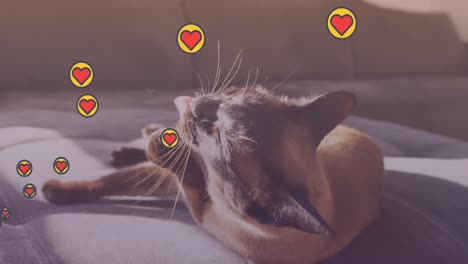 multiple heart icons floating against sunlight falling over cat sitting on the couch at home