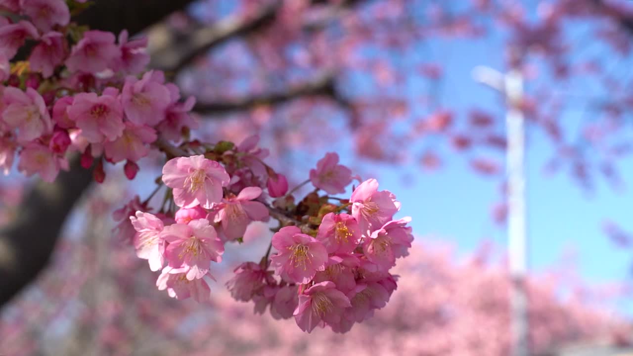 Splendida vista ravvicinata al rallentatore di fiori di ciliegio rosa Kawazu Sakura.