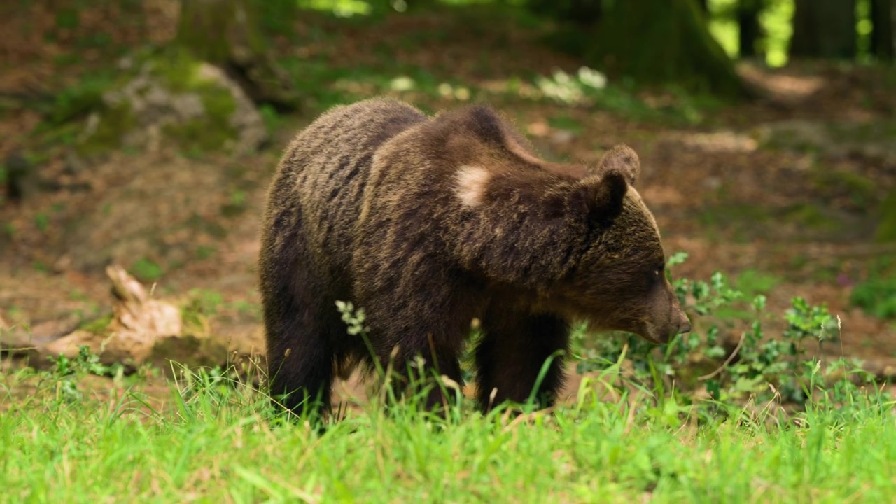 Un orso bruno eurasiatico è ripreso in un habitat forestale in Croazia - primo piano.
