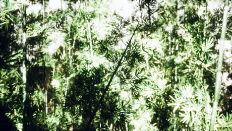 Bosque-De-Bambú-Verde-En-La-Niebla