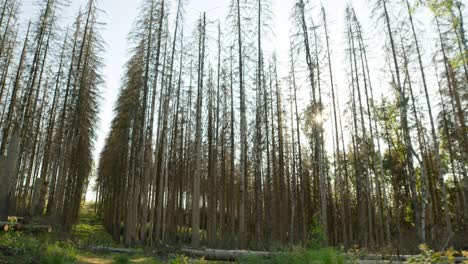 se cayeron troncos de árboles en el bosque de abetos secos muertos golpeados por el escarabajo de corteza en el campo checo