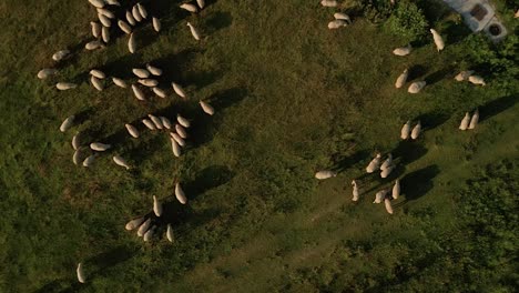 aerial view of hundreds of white sheep grazing on a meadow with the shepherd walking by with a dog