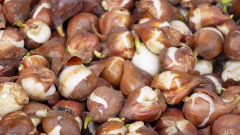 tulip bulbs