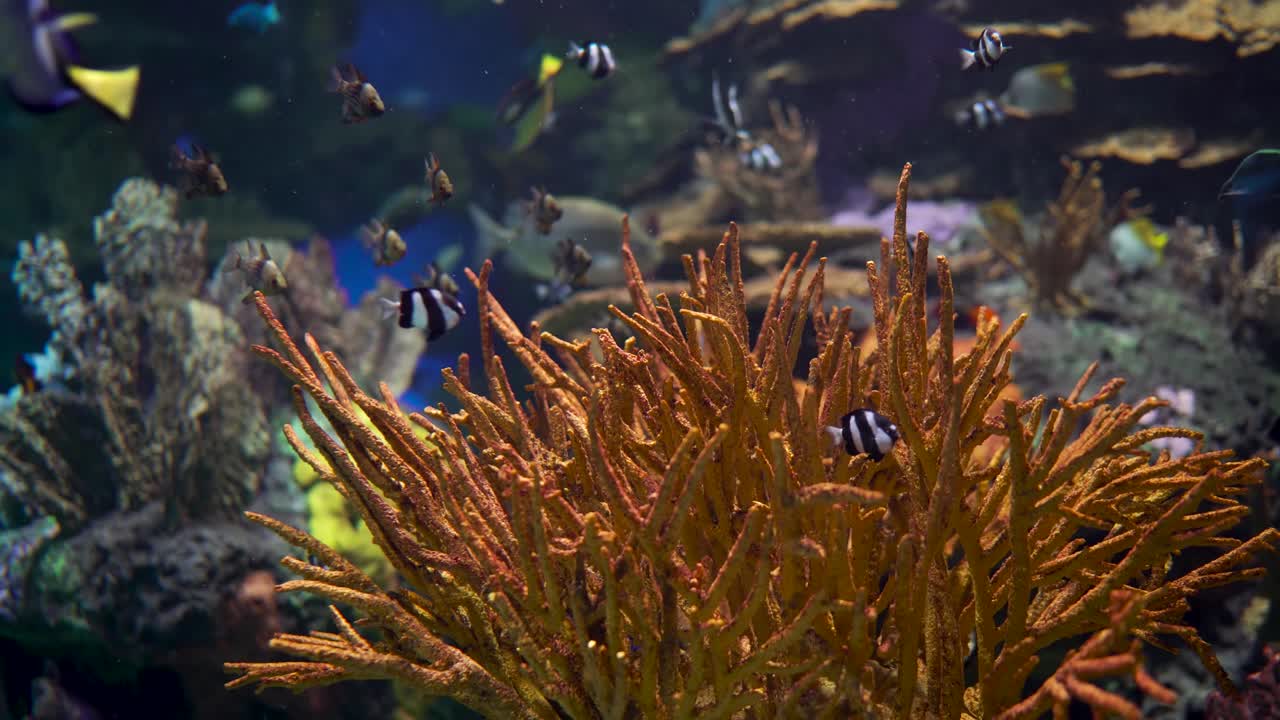 Large aquarium decorated with a coral reef with tropical fish, turtles and stingrays