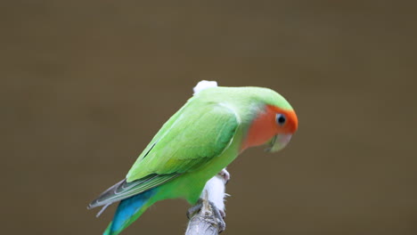 Agapornis-De-Cara-Rosada-De-Plumas-Verdes-O-Agapornis-De-Cuello-Rosado-O-De-Cara-Color-Melocotón-Saltos-De-Ramita