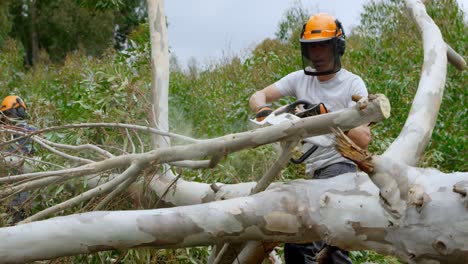 leñador cortando árbol caído en el bosque 4k